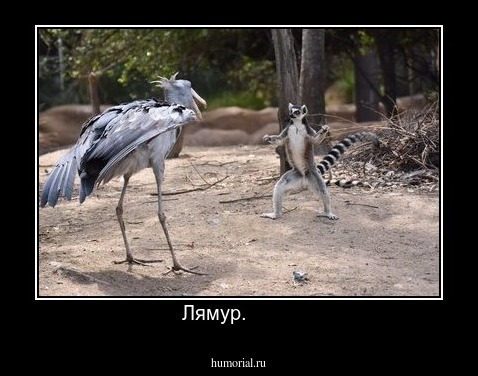 Лямур.        