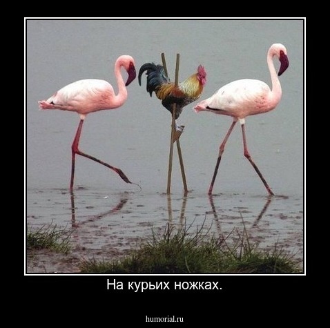 На курьих ножках.