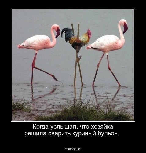 Когда услышал, что хозяйка решила сварить куриный бульон.