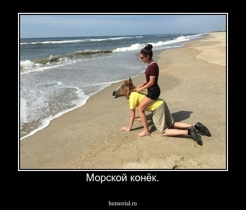 Морской конёк.