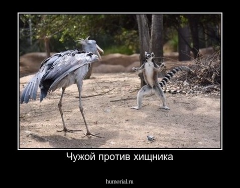Чужой против хищника