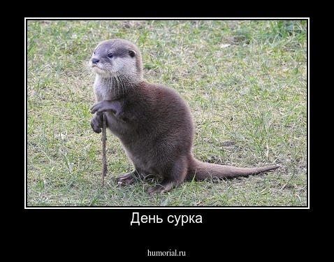 День сурка