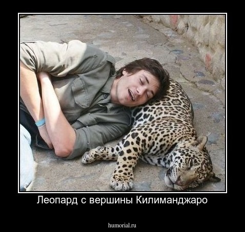 Леопард с вершины Килиманджаро