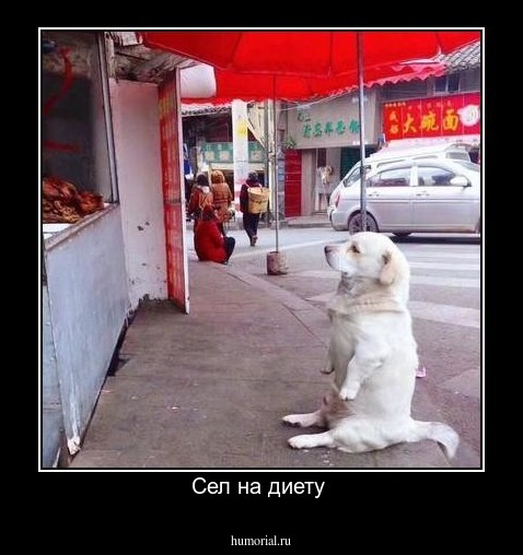 Сел на диету 