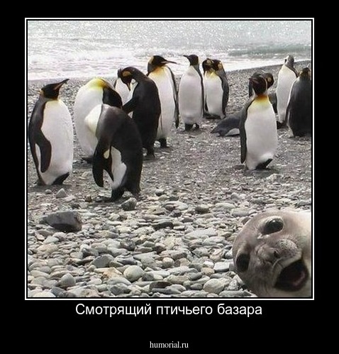 Смотрящий птичьего базара