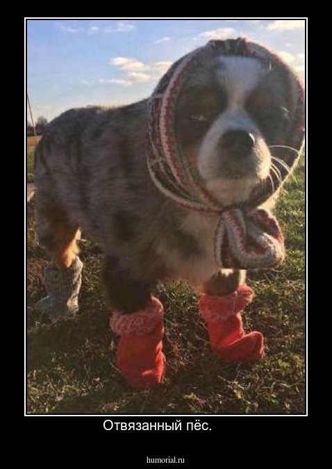 Отвязанный пёс.    