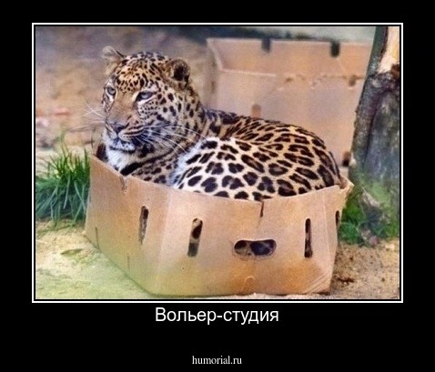 Вольер-студия
