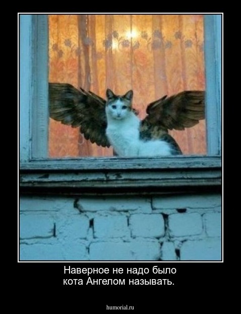 Наверное не надо было кота Ангелом называть.