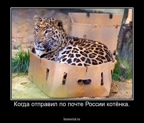 Когда отправил по почте России котёнка.