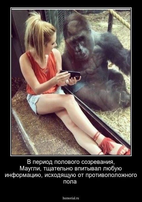В период полового созревания, Маугли, тщательно впитывал любую информацию, исходящую от противоположного пола 