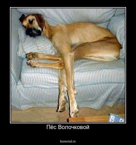 Пёс Волочковой