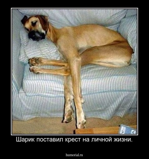 Шарик поставил крест на личной жизни.