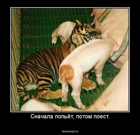 Сначала попьёт, потом поест.