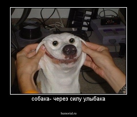 собака- через силу улыбака