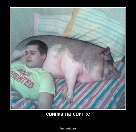 свинка на свинке