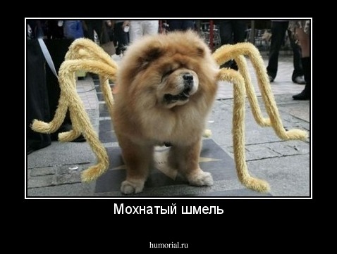 Мохнатый шмель
