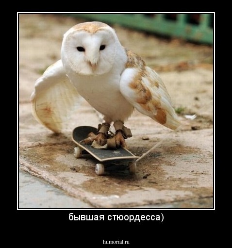 бывшая стюордесса)