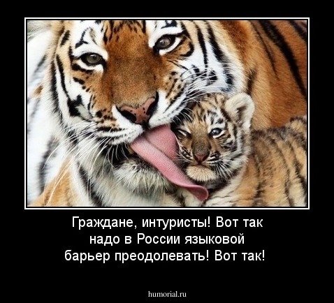 Граждане, интуристы! Вот так надо в России языковой барьер преодолевать! Вот так!