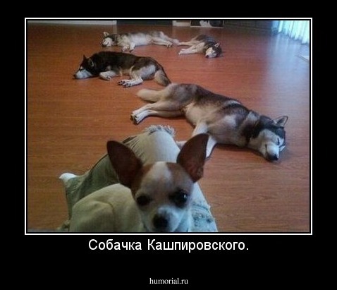Собачка Кашпировского.