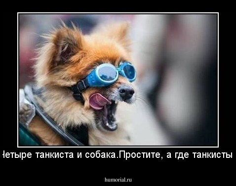 Четыре танкиста и собака.Простите, а где танкисты?
