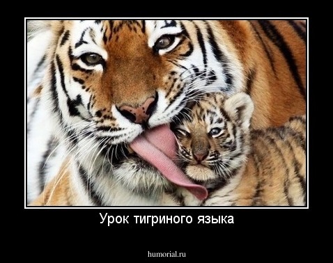 Урок тигриного языка