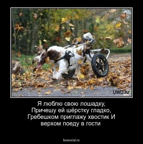 Я люблю свою лошадку, 
Причешу ей шёрстку гладко, 
Гребешком приглажу хвостик 
И верхом поеду в гости