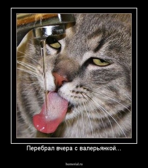 Перебрал вчера с валерьянкой...