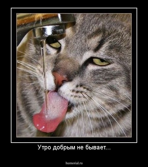 Утро добрым не бывает...