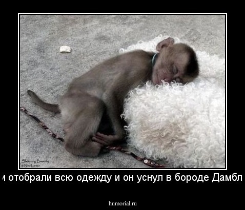 у Добби отобрали всю одежду и он уснул в бороде Дамблдора... 