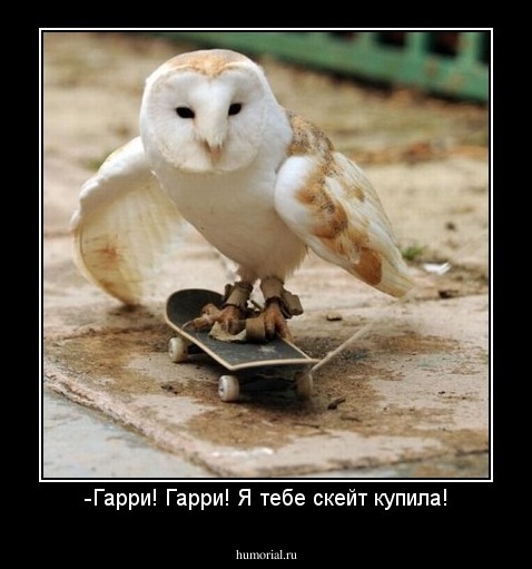 -Гарри! Гарри! Я тебе скейт купила!
