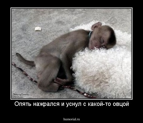 Опять нажрался и уснул с какой-то овцой