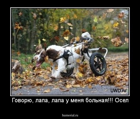 Говорю, лапа, лапа у меня больная!!! Осел