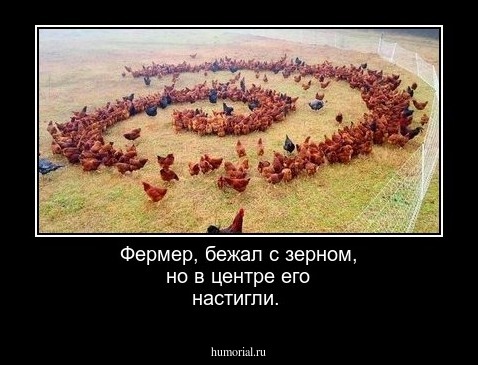 Фермер, бежал с зерном, но в центре его настигли.    