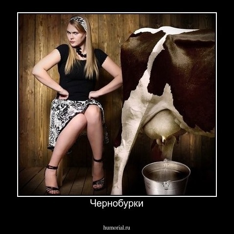 Чернобурки