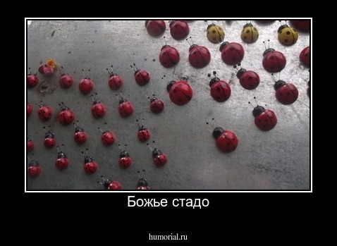 Божье стадо
