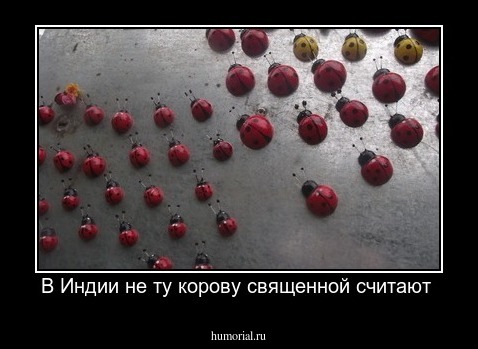 В Индии не ту корову священной считают 