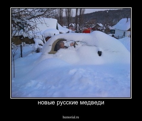 новые русские медведи