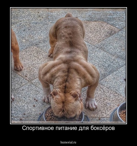 Спортивное питание для боксёров