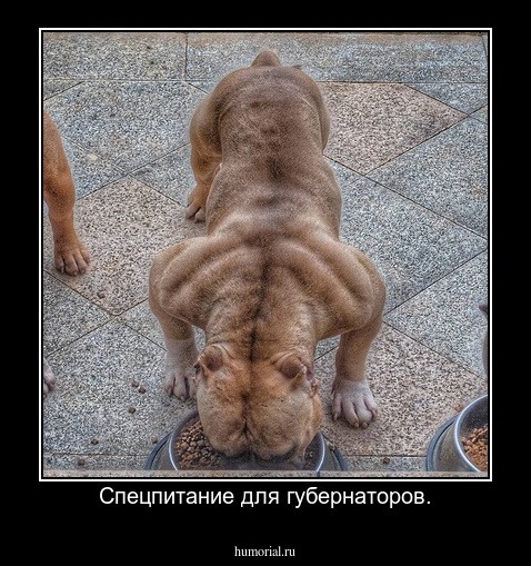 Спецпитание для губернаторов.