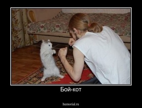 Бой-кот
