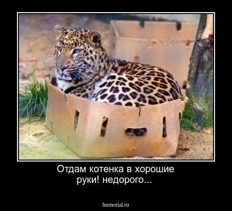 Отдам котенка в хорошие руки! недорого...