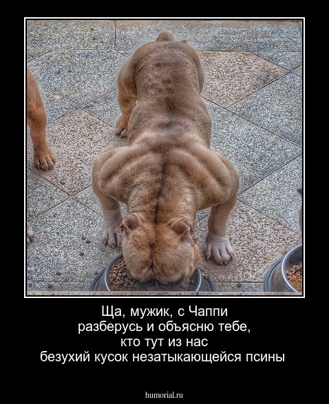 Ща, мужик, с Чаппи разберусь и объясню тебе, кто тут из нас безухий кусок незатыкающейся псины