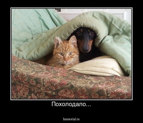 Похолодало...