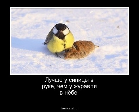 Лучше у синицы в руке, чем у журавля в нёбе