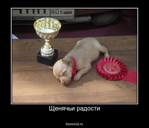 Щенячьи радости