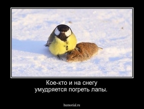 Кое-кто и на снегу умудряется погреть лапы.