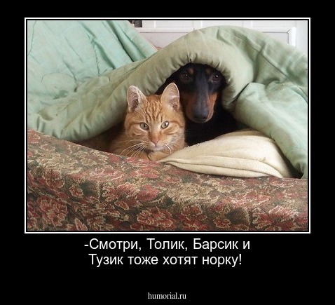 -Смотри, Толик, Барсик и Тузик тоже хотят норку!