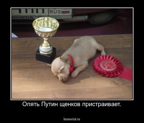 Опять Путин щенков пристраивает.