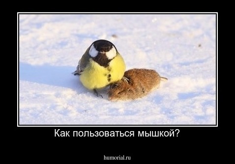 Как пользоваться мышкой?