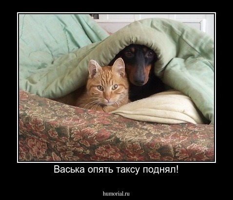 Васька опять таксу поднял!